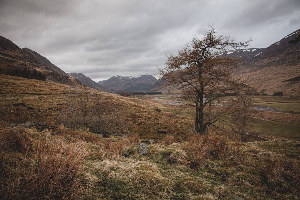 Tree in glen